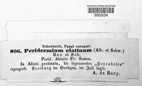 Melampsorella elatina image